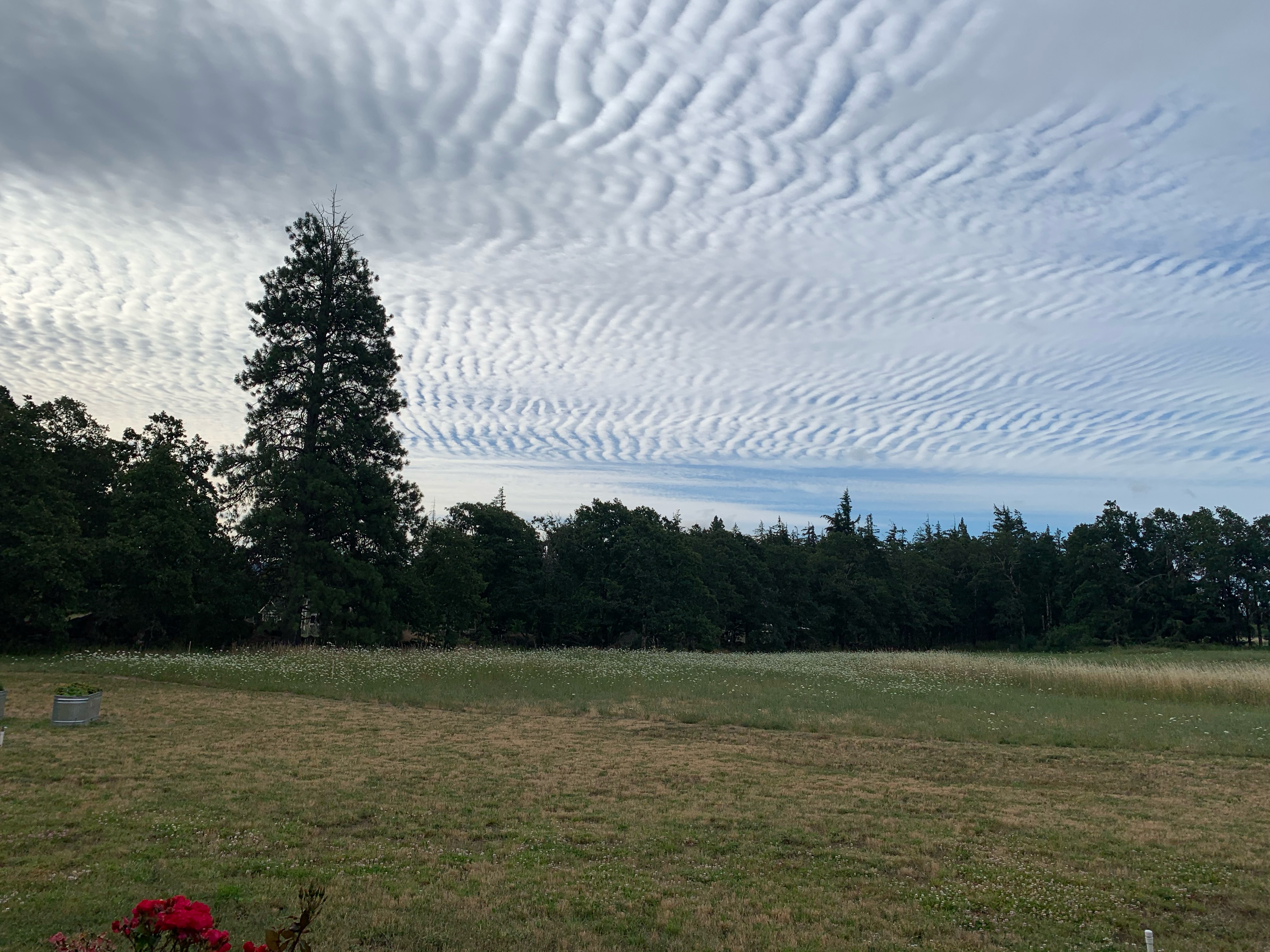 Ripple clouds viewed over a field